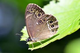 Attēlu rezultāti vaicājumam “Lopinga achine underside”