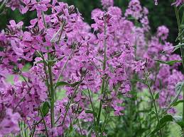 Image result for Hesperis matronalis