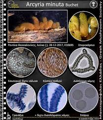 Attēlu rezultāti vaicājumam “Arcyria minuta”