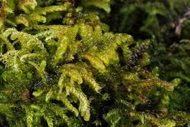 Attēlu rezultāti vaicājumam “Palustriella commutata”