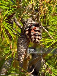 Attēlu rezultāti vaicājumam “Pinus ponderosa fruit”