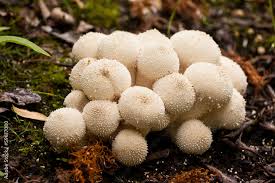Attēlu rezultāti vaicājumam “Lycoperdon perlatum”