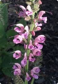 Image result for Salvia pratensis `Rose Rhapsody