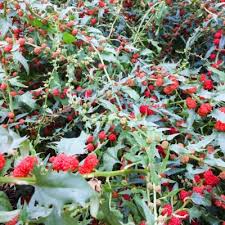 Attēlu rezultāti vaicājumam “Chenopodium foliosum”