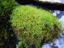 Attēlu rezultāti vaicājumam “Didymodon rigidulus”