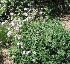 Image result for Geranium `Summer Skies`