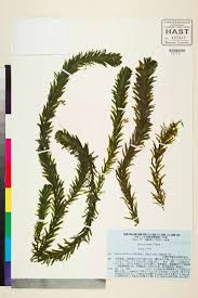 「水蘊草」的圖片搜尋結果