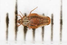 Attēlu rezultāti vaicājumam “Physatocheila smreczynskii”