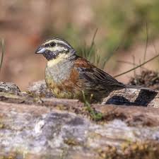Image result for Emberiza cirlus