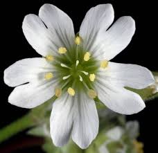 Attēlu rezultāti vaicājumam “Cerastium arvense flower”