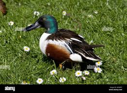 Attēlu rezultāti vaicājumam “Anas clypeata male”