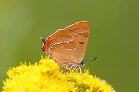 Attēlu rezultāti vaicājumam “Thecla betulae female”