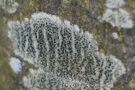 Attēlu rezultāti vaicājumam “Lecidella elaeochroma”