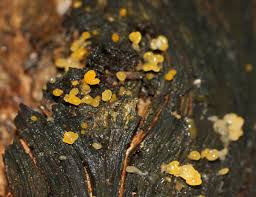 Attēlu rezultāti vaicājumam “Calocera pallidospathulata”