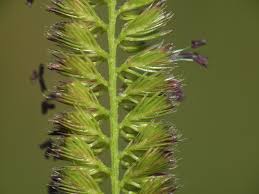 Attēlu rezultāti vaicājumam “Cynosurus cristatus flower”