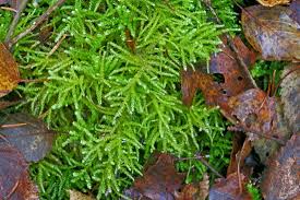 Attēlu rezultāti vaicājumam “Eurhynchium angustirete”