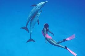 Image result for Durley Dolphin Diver