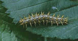 Attēlu rezultāti vaicājumam “Brenthis daphne”