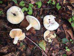 Attēlu rezultāti vaicājumam “Lactarius bertillonii”