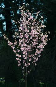 Attēlu rezultāti vaicājumam “Prunus avium flower”