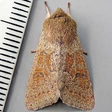 Attēlu rezultāti vaicājumam “Orthosia miniosa”