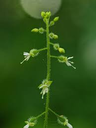 Attēlu rezultāti vaicājumam “Circaea lutetiana leaf”