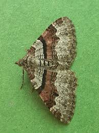 Attēlu rezultāti vaicājumam “Xanthorhoe designata”