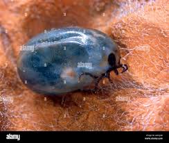 Attēlu rezultāti vaicājumam “Ixodes female”