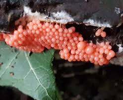 Attēlu rezultāti vaicājumam “Trichia sp.”