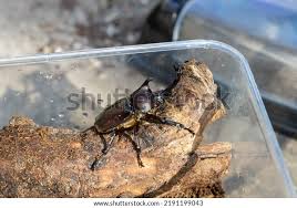 Attēlu rezultāti vaicājumam “Diaperis boleti imago”