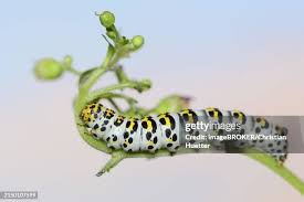Attēlu rezultāti vaicājumam “Shargacucullia scrophulariae larva”
