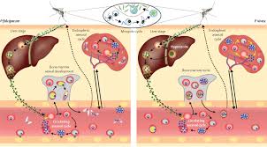 Attēlu rezultāti vaicājumam “Dianema depressum plasmodium”