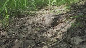 Attēlu rezultāti vaicājumam “Caprimulgus europaeus eggs”