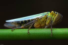 Attēlu rezultāti vaicājumam “Cicadella viridis female”