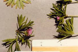 Attēlu rezultāti vaicājumam “Geranium dissectum flower”