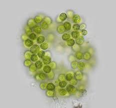 Attēlu rezultāti vaicājumam “Nostoc pruniforme macro”