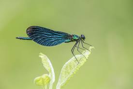 Attēlu rezultāti vaicājumam “Calopteryx virgo female”