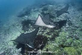 Image result for Aetobatus ocellatus