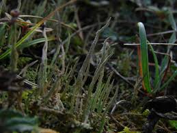 Attēlu rezultāti vaicājumam “Cladonia cornuta”
