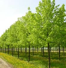 Attēlu rezultāti vaicājumam “Tilia x vulgaris”