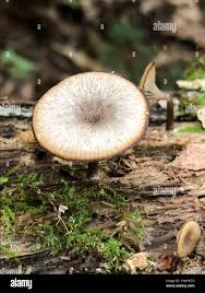 Attēlu rezultāti vaicājumam “Arrhenia spatulata”