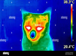 Image result for thermographie-aufnahmen