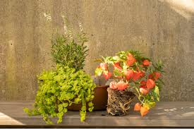 Image result for Lampionblume