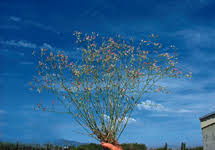 Attēlu rezultāti vaicājumam “Weissia squarrosa”