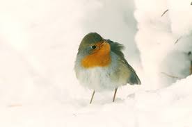 Attēlu rezultāti vaicājumam “Erithacus rubecula”