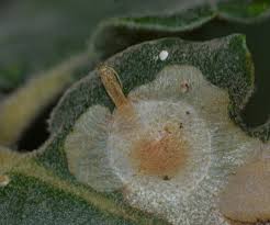 Attēlu rezultāti vaicājumam “Tischeria complanella larva”