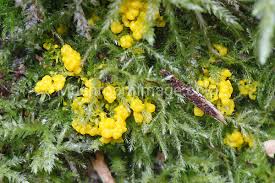 Attēlu rezultāti vaicājumam “Physarum virescens spores”