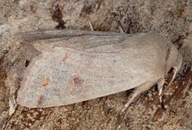 Attēlu rezultāti vaicājumam “Orthosia munda”