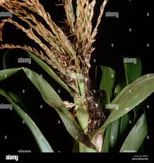 Attēlu rezultāti vaicājumam “Sphacelotheca hydropiperis”