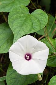 Attēlu rezultāti vaicājumam “Convolvulaceae”